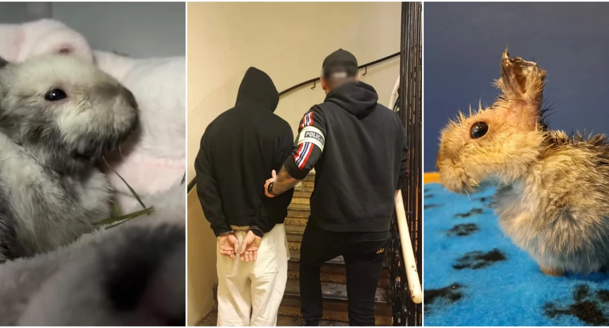 Kryminalne, Królik został ciężko zraniony ostrym narzędziem potem porzucony - zdjęcie, fotografia