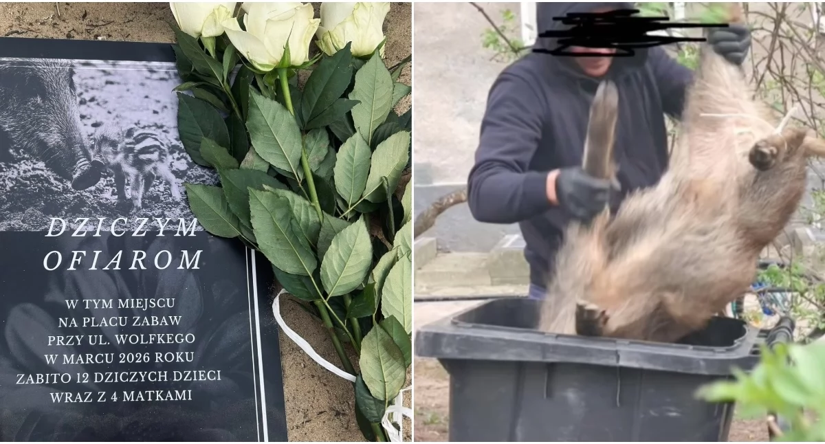 Informacje z Polski, Warszawie uśmiercono siedem dzików lochę sześć młodych - zdjęcie, fotografia