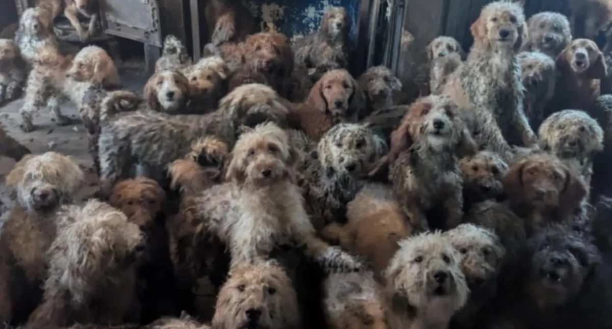 Taki widok zastał w salonie jednego z domów w Wielkiej Brytanii wolontariusz RSPCA/RSPCA (England & Wales) /Facebook