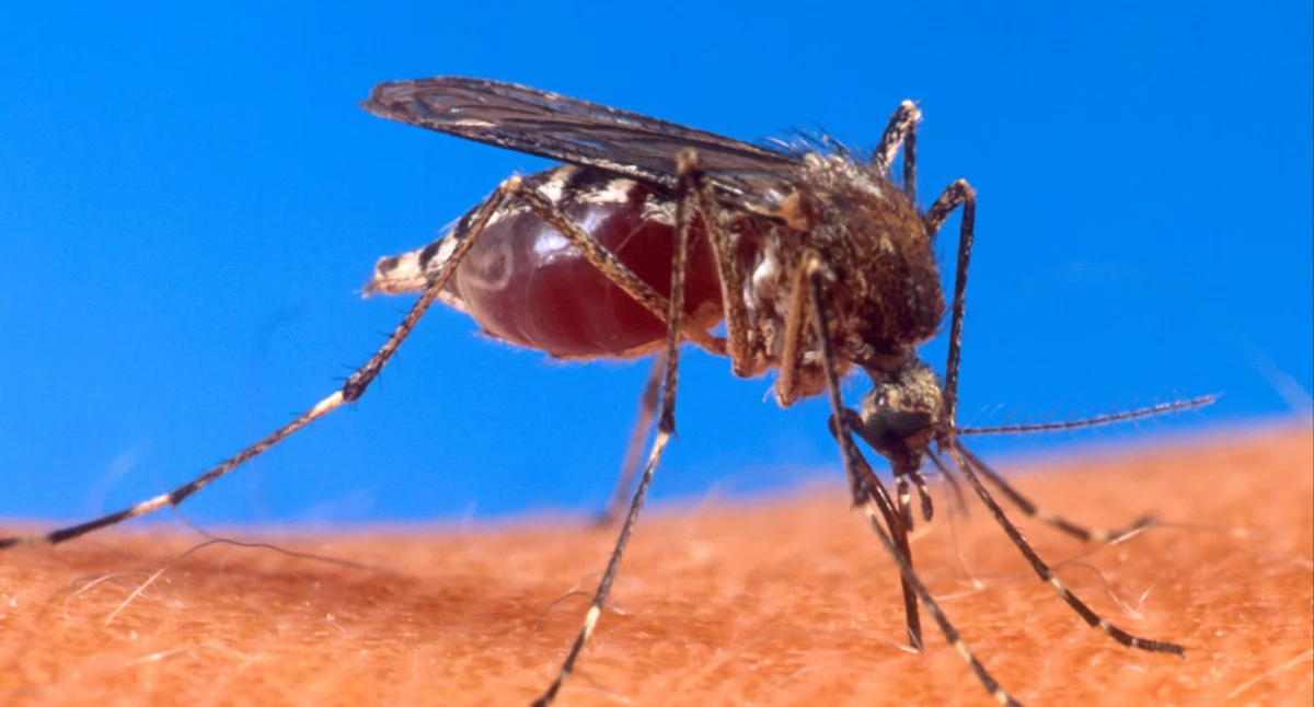 Zdrowie i uroda, Chikungunya coraz bliżej Europy Polacy mają czego - zdjęcie, fotografia