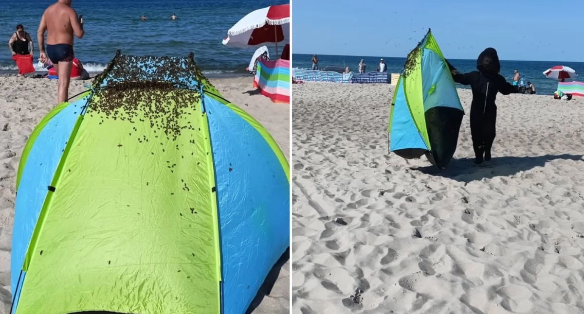 OSP Jastarnia