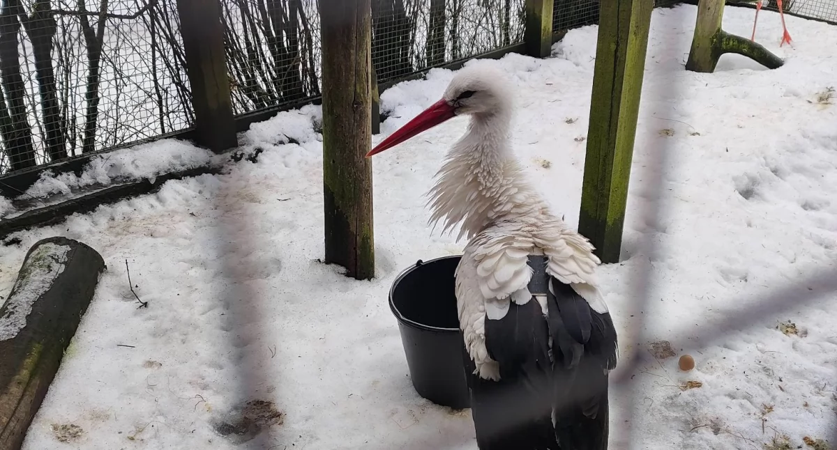 Fani na niego czekali. W końcu pojawił się na Mazurach