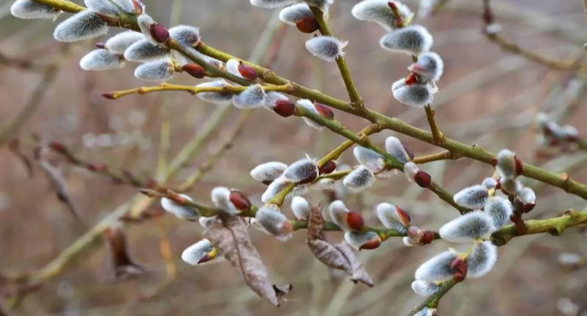 Wiosenna aura nad Polską