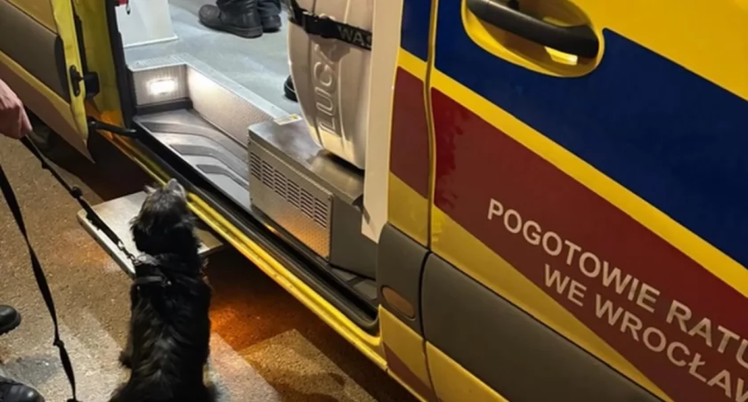 Wierny pies prowadzi do właściciela. Finał poszukiwań 71-latka
