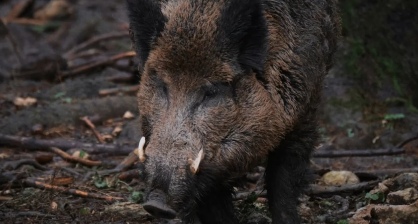 Miasto nie ma wyjścia – ruszył odstrzał