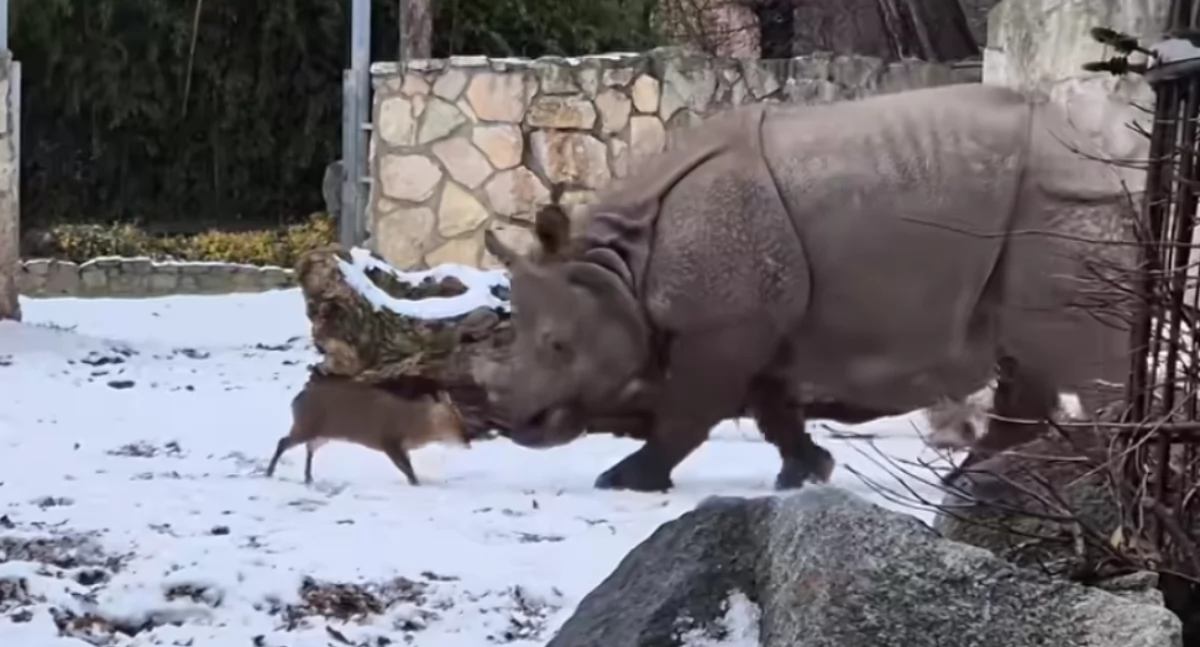Duet z wrocławskiego zoo podbija świat