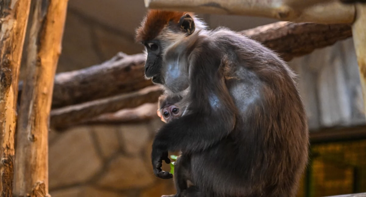 Ale słodziaki! Zobacz małe mangaby z wrocławskiego ZOO [ZDJĘCIA]
