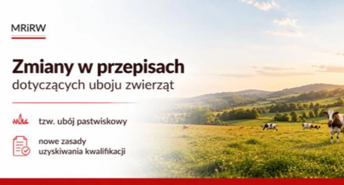 Ubój pastwiskowy wreszcie możliwy