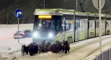 Nagranie, które stało się hitem Internetu