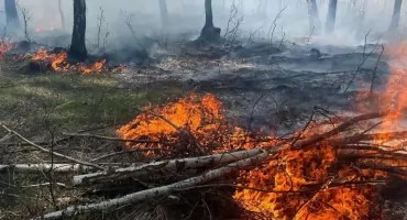 Warmińsko-mazurskie. Sztuczna inteligencja monitoruje lasy
