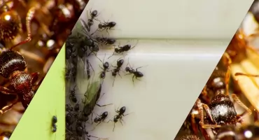 Kupiłeś rośliny do ogrodu? Przebiegły gatunek mrówek tworzy „superkolonie” i niszczy budynki