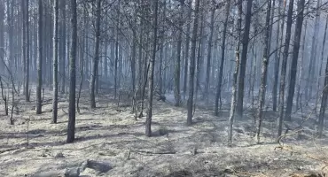 Pożar lasu w powiecie chojnickim. W akcji 33 zastępy straży