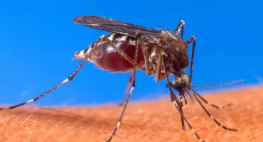 Chikungunya coraz bliżej Europy. Czy Polacy mają się czego bać?