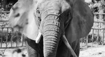 Katka nie żyje. Gdańskie zoo żegna swoją słonicę