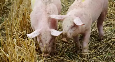 Przełom w leczeniu choroby wieńcowej u człowieka. Opracowano plastry, które wspomogły serca świń