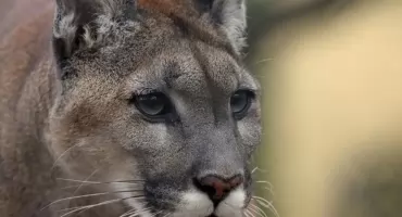 Alarm w zachodniopomorskiej gminie. W lasach pojawiła się puma