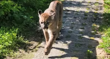 Koniec poszukiwań pumy z Pomorza