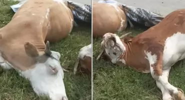 [WIDEO] Prąd zabił sześć krów